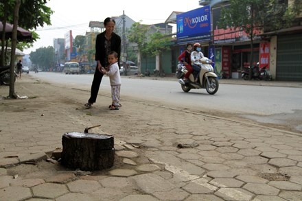Chặt cây... đòi vỉa hè: Xà cừ cổ thụ cách đường 10 mét cũng không tha ảnh 16