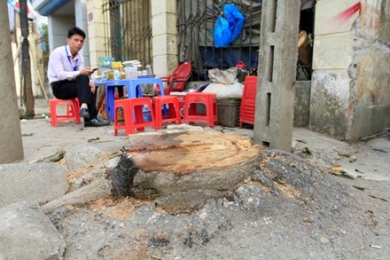 Chặt cây... đòi vỉa hè: Xà cừ cổ thụ cách đường 10 mét cũng không tha ảnh 17