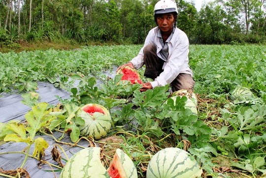 thịt lợn giảm giá, trung quốc ngừng mua, nông sản ế ẩm, nông sản giảm giá, nông sản, nông sản Việt, thương lái Trung Quốc