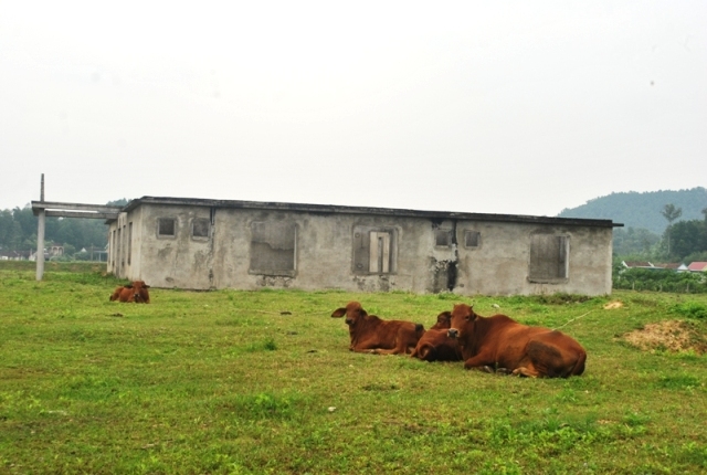 du an trong chuoi trieu do o nghe an bien thanh noi chan tha bo hinh anh 1