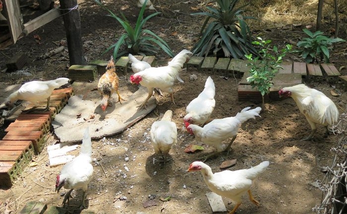 gà rừng, gà rừng triệu đô, nuôi gà rừng, gà rừng thuần chủng, bảo tồn gà cổ thuần việt, gà quý, gà quý Việt nam