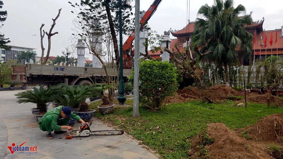 di dời cây cổ thụ, cây cổ thụ trăm tuổi, công viên thành phố Thái Bình