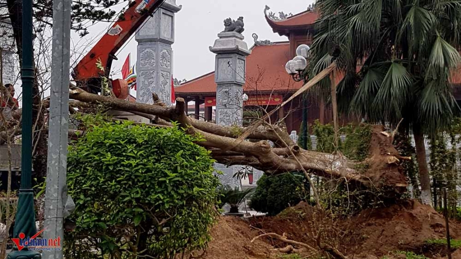 di dời cây cổ thụ, cây cổ thụ trăm tuổi, công viên thành phố Thái Bình