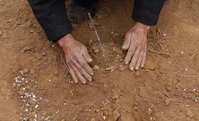11 năm trồng hoa đào trên đồi trống, ai cũng tưởng lão nông này gàn dở, cho đến khi biết lý do... - Ảnh 3.
