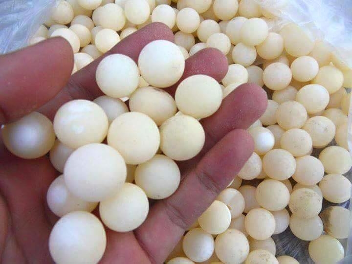 thần dược, thần dược phòng the, món ngon lạ, trứng ba ba