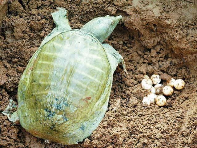 thần dược, thần dược phòng the, món ngon lạ, trứng ba ba