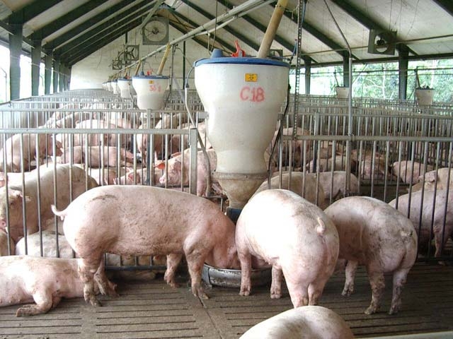 soc: 1 con lọn chịu 51 khoản phí tù chuòng ra chọ hinh anh 3