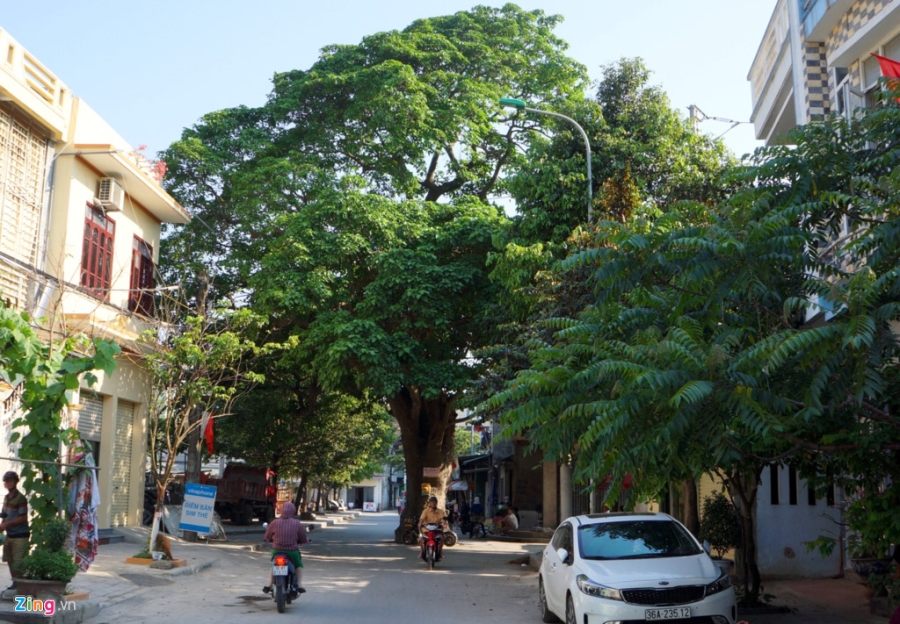 Cay vong 70 nam tuoi nam giua nga tu duong hinh anh 1