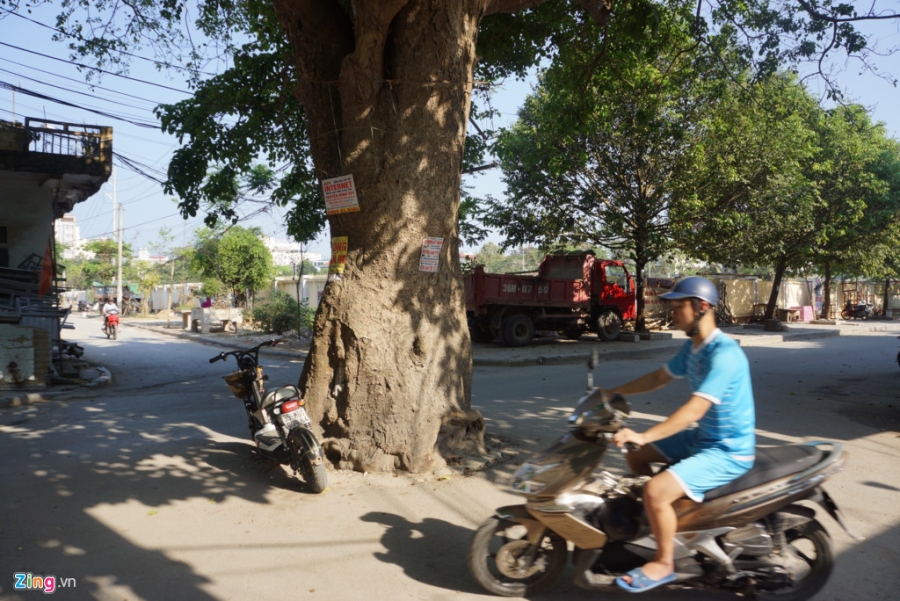 Cay vong 70 nam tuoi nam giua nga tu duong hinh anh 6