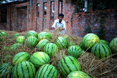 Dưa hấu Việt Nam đang cạnh tranh quyết liệt với dưa Trung Quốc, Lào, Myanmar... /// Ảnh: Ngọc Dương