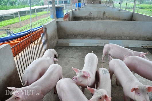 gia lon con 15.000 dong/kg: dan khoc bo doi lon, ca xa nhu co tang hinh anh 1