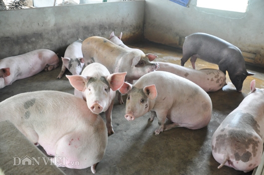 gia lon con 15.000 dong/kg: dan khoc bo doi lon, ca xa nhu co tang hinh anh 2