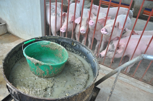 gia lon con 15.000 dong/kg: dan khoc bo doi lon, ca xa nhu co tang hinh anh 5
