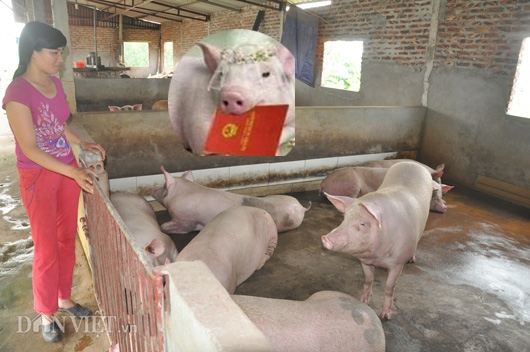 gia lon con 15.000 dong/kg: dan khoc bo doi lon, ca xa nhu co tang hinh anh 7