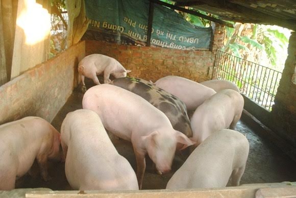 giá thịt lợn giảm mạnh, Bộ NN-PTNT, người chăn nuôi, giá thịt lợn, nông sản