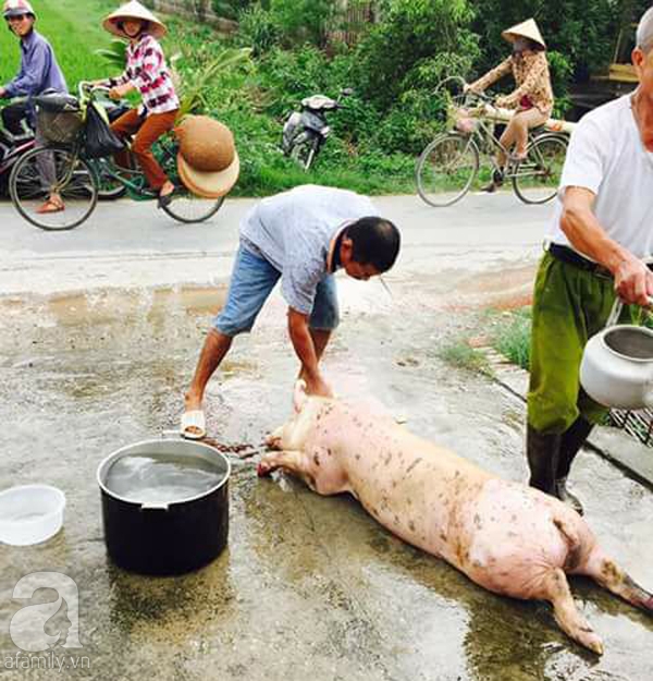 Người dân khắp nơi khoe ảnh giải cứu lợn cho người nông dân - Ảnh 3.