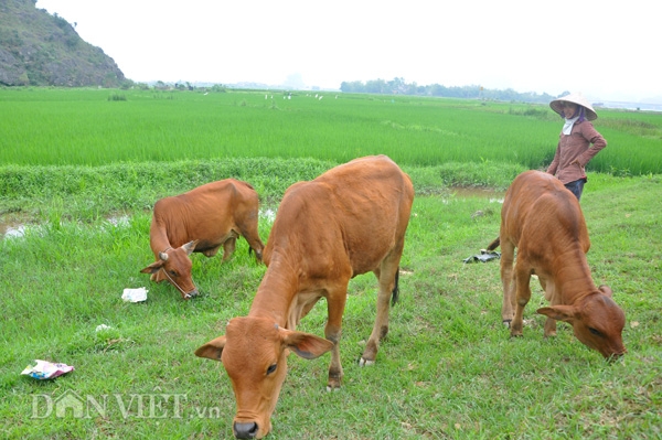 thuong lai trung quoc moc noi tung tin don gia trau, bo giam? hinh anh 1