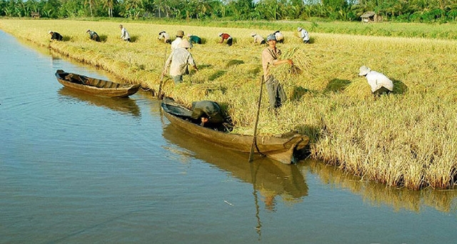 Nông trường Sông Hậu ước tính sau khi chuyển đổi mô hình, tới năm 2026, đơn vị này sẽ trả hết nợ cho các ngân hàng.