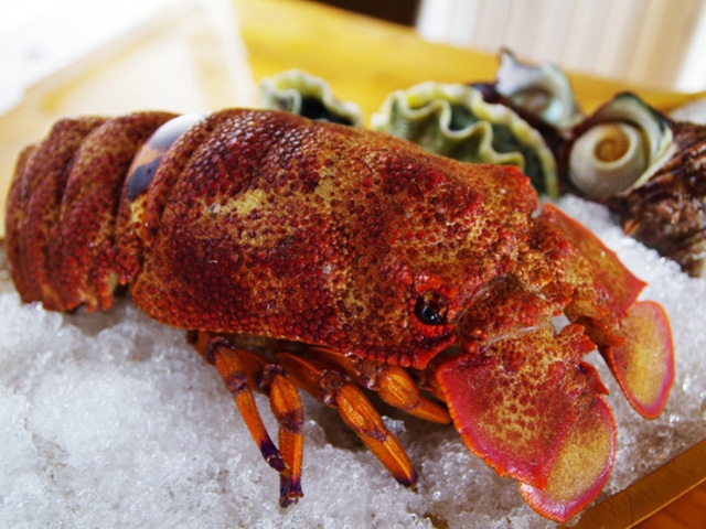 Tôm mũ ni đỏ loại có trọng lượng trên 2 kg một con có thể bán giá lên đến 3-5 triệu đồng/kg.