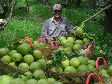 thuong lai trung quoc yeu cau mua buoi kieu... la doi hinh anh 1