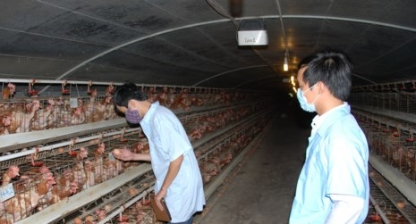 Sau heo, đến lượt trứng gà 'kêu cứu' - ảnh 1
