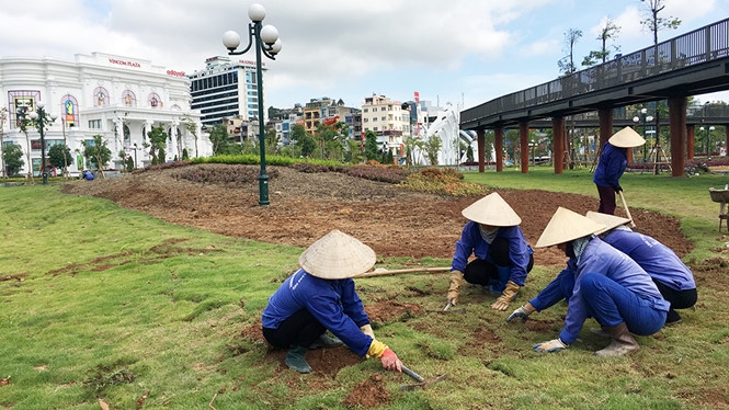 Công nhân Công ty CP cây xanh công viên Quảng Ninh trồng lại cây bị lấy mất