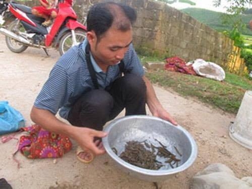 Thứ trưởng Bộ Công Thương nói gì về việc Trung Quốc thu mua đỉa? - 2