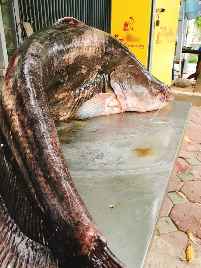 cá leo, cá khủng, thủy quái