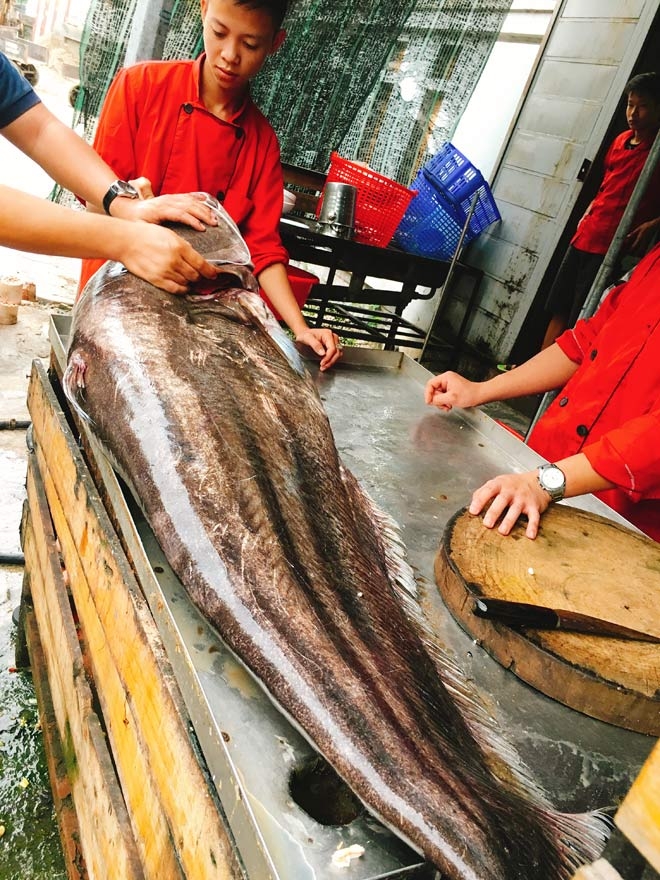cá leo, cá khủng, thủy quái