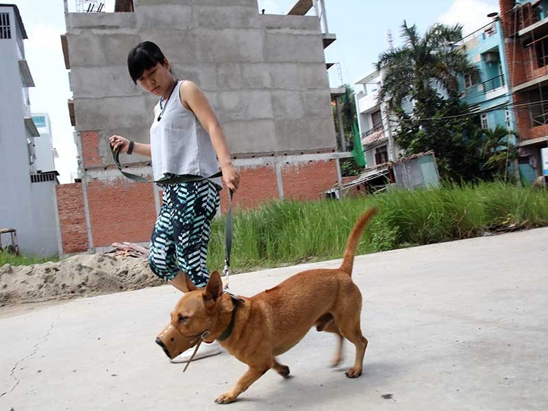 Quy định mới chủ nuôi chó phải biết  - ảnh 1