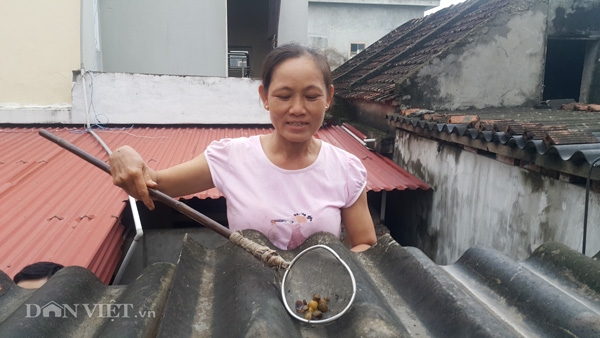 ninh binh: hoang mang vi nuoc sach toan hen chet, boc mui hoi tanh hinh anh 1