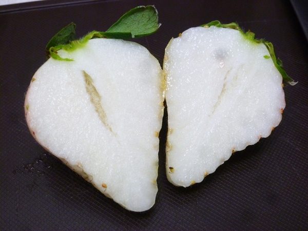 Dâu tây 