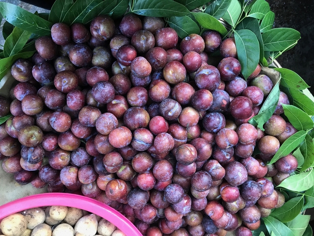 Mận Trung Quốc đang được phủ kín các sạp chợ