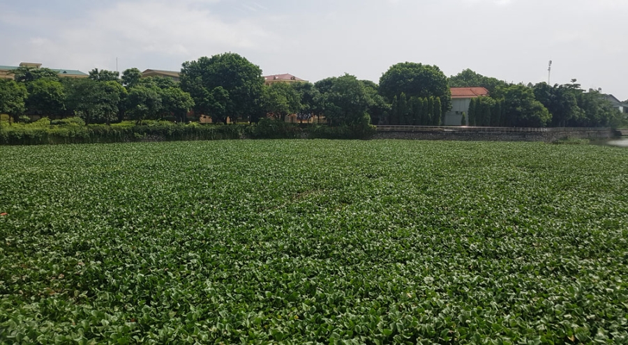 vớt bèo, hồ Đầm Vạc, Vĩnh Phúc