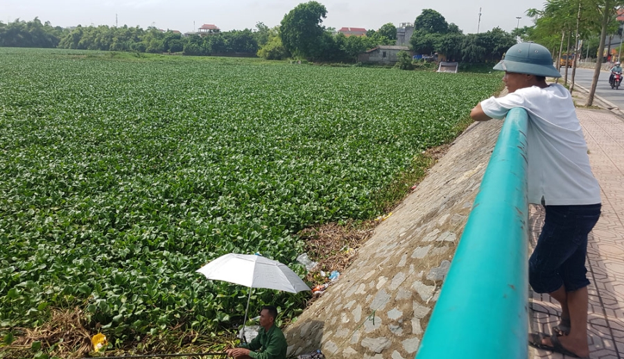 vớt bèo, hồ Đầm Vạc, Vĩnh Phúc