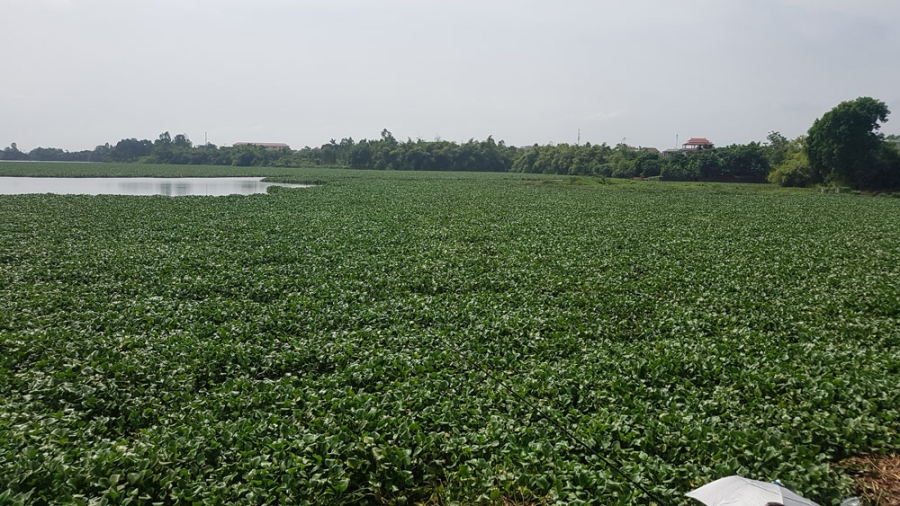 vớt bèo, hồ Đầm Vạc, Vĩnh Phúc