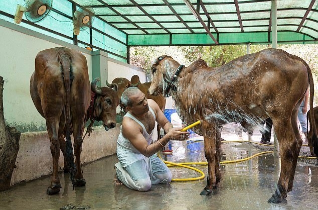 Vijay tắm rửa cho đàn bò